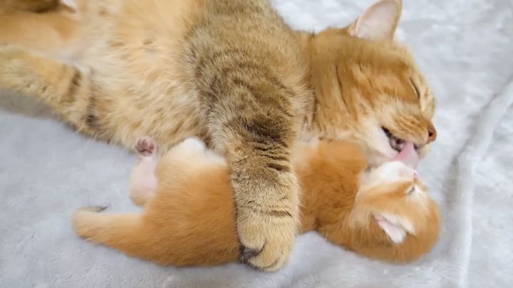 子猫を毛づくろいする母猫