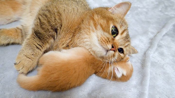 子猫を枕にしちゃった母猫