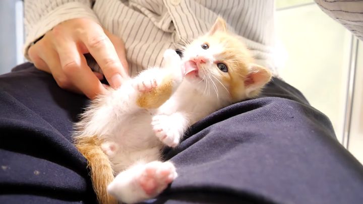 膝の上でくつろぐ子猫