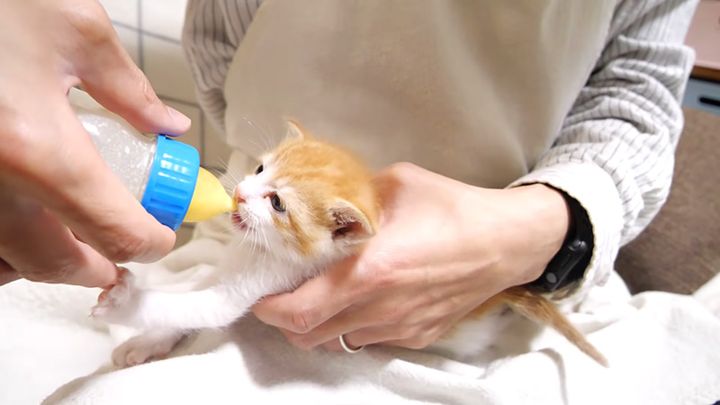 ミルクを飲む子猫