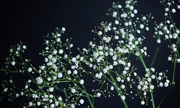 7月7日は七夕・カスミソウの日！青山フラワーマーケットが特別なブーケや企画を用意