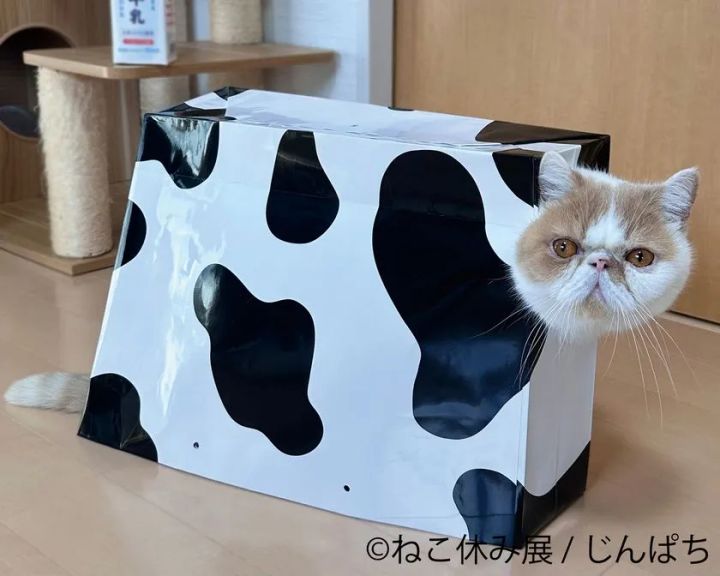 アルとジル ピンクのクッション作品