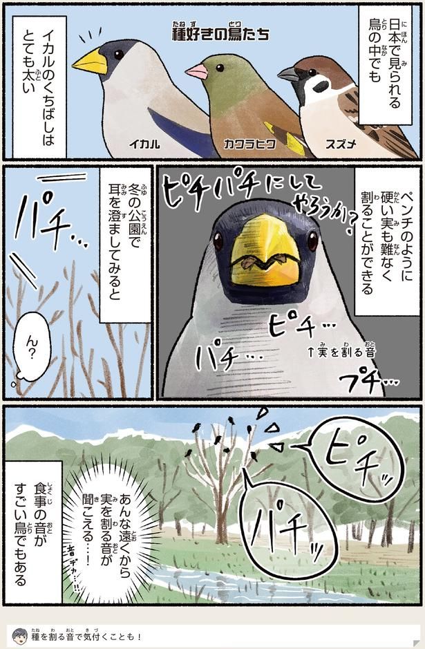イカルのくちばしはとても太い （C）piro piro piccolo／KADOKAWA