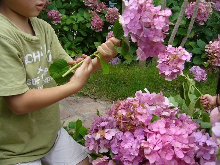 え？！知らなかった…紫陽花の終わりの美しさ