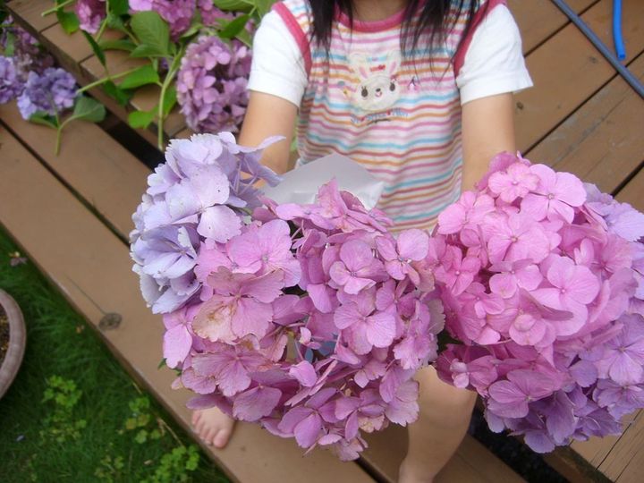 え？！知らなかった…紫陽花の終わりの美しさ