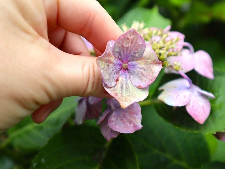 え？！知らなかった…紫陽花の終わりの美しさ