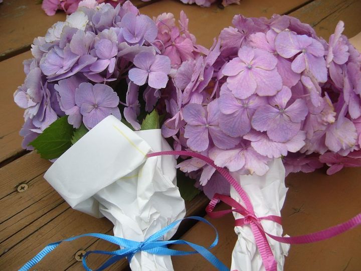 え？！知らなかった…紫陽花の終わりの美しさ