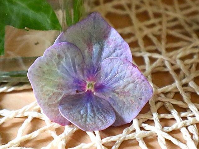え？！知らなかった…紫陽花の終わりの美しさ