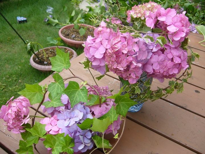 え？！知らなかった…紫陽花の終わりの美しさ