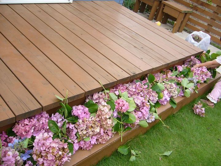 え？！知らなかった…紫陽花の終わりの美しさ