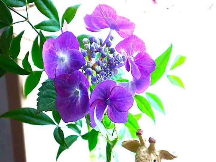 え？！知らなかった…紫陽花の終わりの美しさ