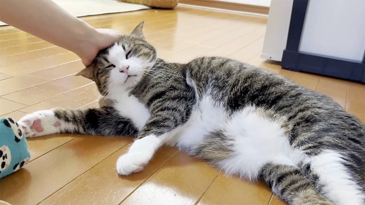 ナデナデを堪能する猫