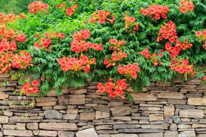 酷暑でもぐんぐん育つ！グリーンカーテンやフェンスに使える夏のつる性植物【8選】