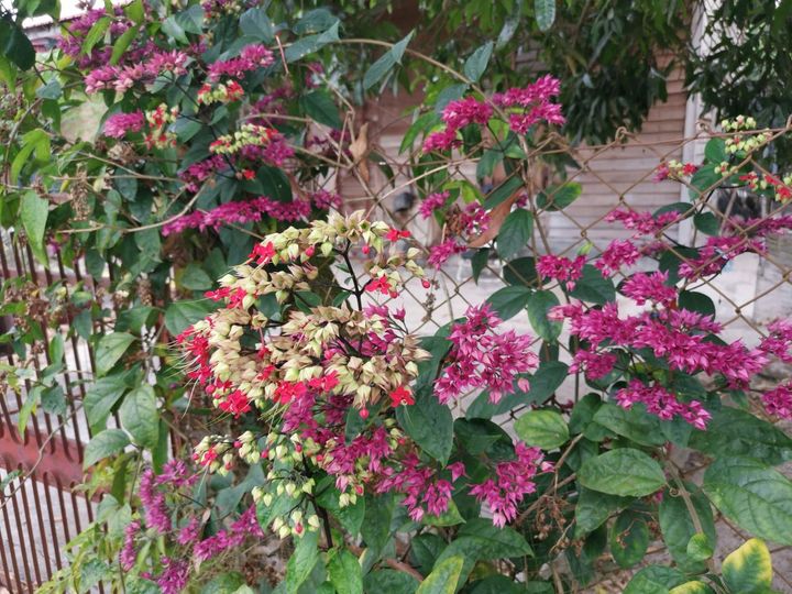 花後に残って、次第に紫色を帯びる萼も美しい