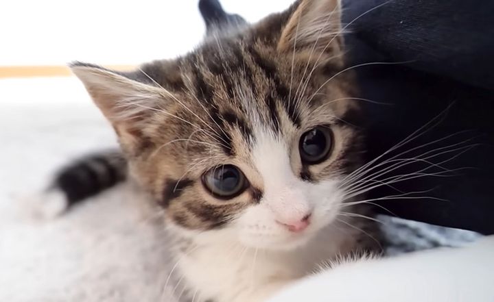 そばから離れない子猫