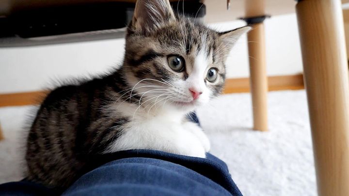 膝の上で甘える子猫