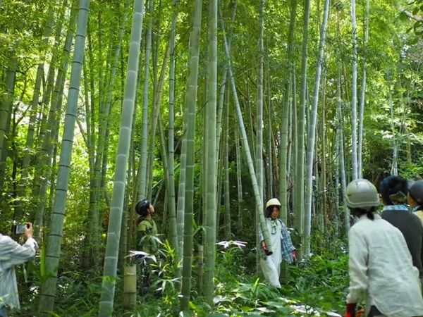 【神奈川県鎌倉市】鎌倉竹細工が「第五十八回・慈善茶会」で竹を使った光のフォトスポットを設営