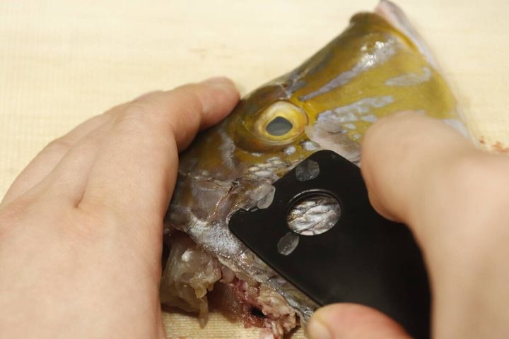まな板シートを敷いた上で魚の頭を包丁でさばいている調理風景