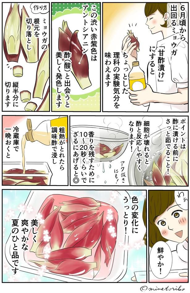6月頃から出回るミョウガ （C）峯鳥子