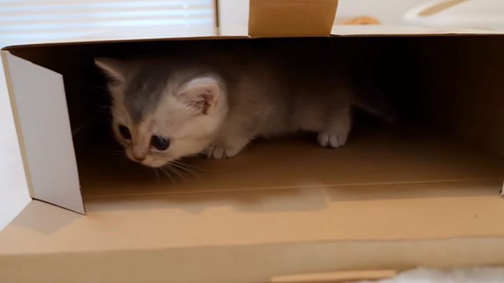 箱の中に入る子猫
