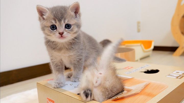 穴好きの子猫達