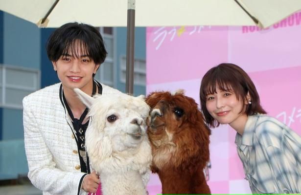 『ラブ≠コメディ』公開直前イベントに登壇した中島健人、長濱ねるがアルパカと対面！ [c]Storm Labels Inc. All Rights Reserved.