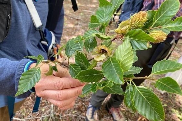 【静岡県伊豆市】静岡ガスが天城山でシカ食害の実態を学ぶツアー実施。トレッキングで見た食害の現実
