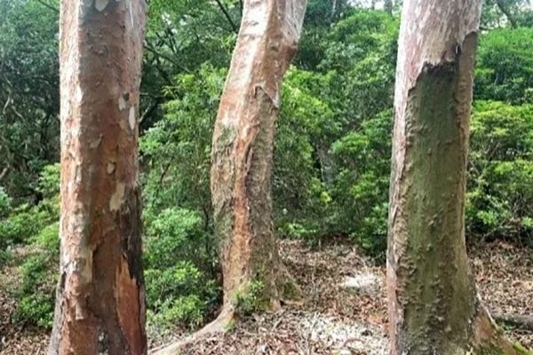 【静岡県伊豆市】静岡ガスが天城山でシカ食害の実態を学ぶツアー実施。トレッキングで見た食害の現実