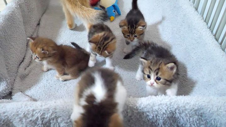 次々と脱走する子猫達