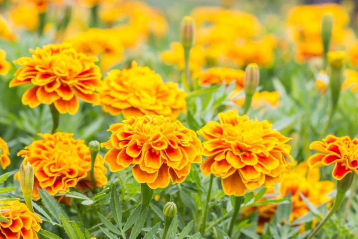 初夏から晩秋まで咲く花［8選］手間いらずで、次々に花を咲かせる一年草