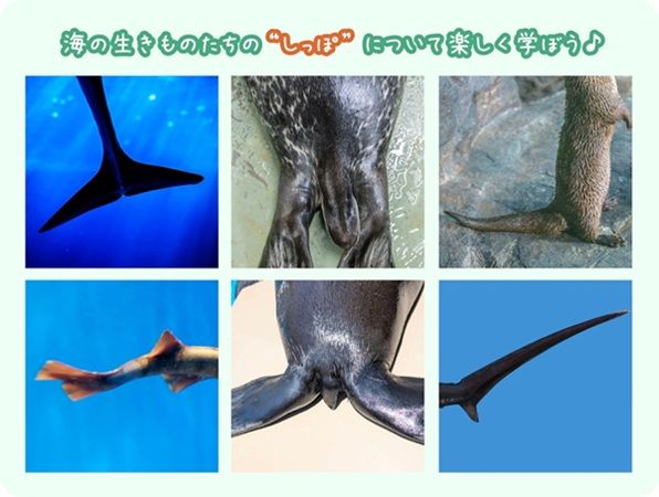【茨城県大洗町】コラボフードやグッズを楽しめる「すみっコぐらし×アクアワールド大洗水族館」開催