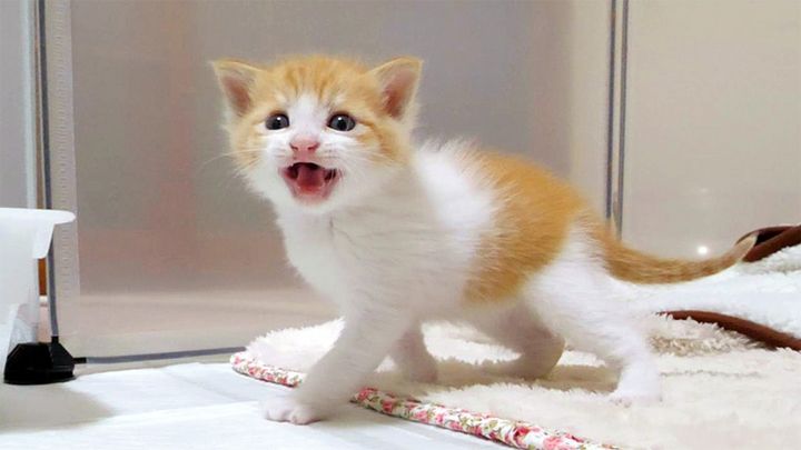 部屋に誘う子猫
