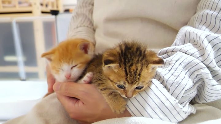 甘える子猫達