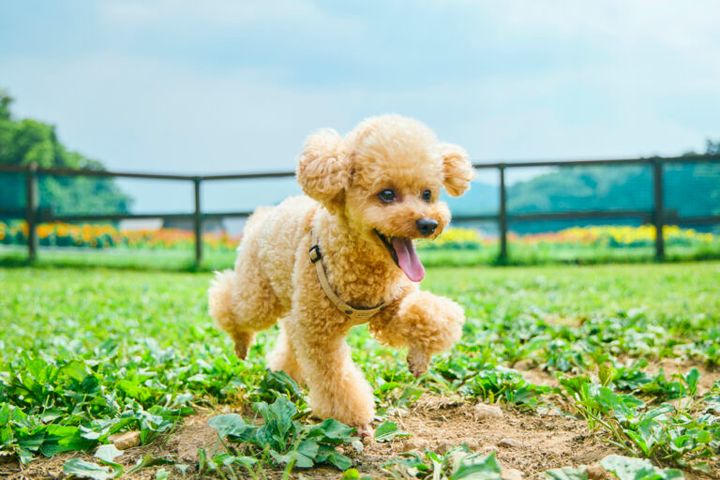 関東最大級のラベンダーが咲き誇る「たんばらラベンダーパーク」で癒やしの休日を