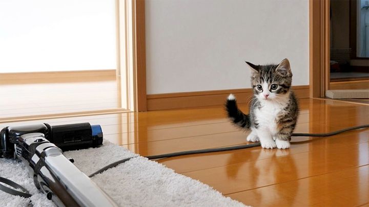 掃除機を警戒する子猫