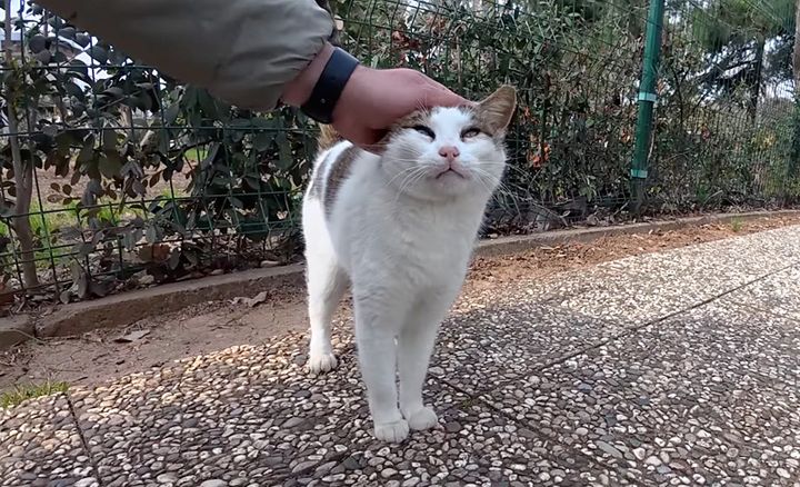 頭を撫でられる猫