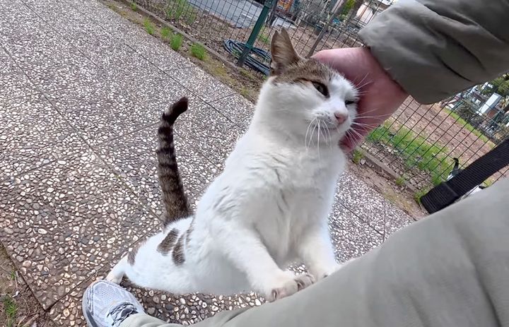 頭を撫でられる猫