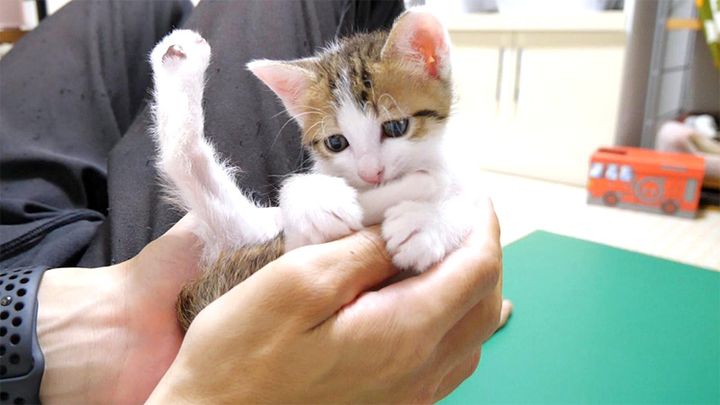 手の中でヘンテコポーズでくつろぐ子猫