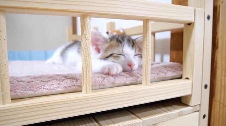 幸せそうに眠る子猫