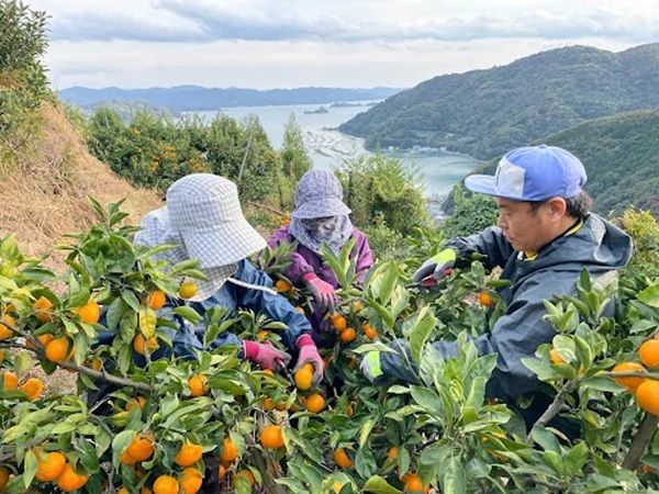 【愛媛県】西宇和産「温州みかん」を贅沢に使用したクラフトジンがクラファンを開始