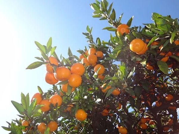 【愛媛県】西宇和産「温州みかん」を贅沢に使用したクラフトジンがクラファンを開始