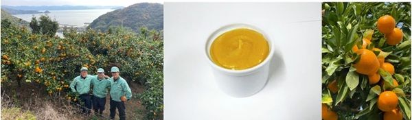 【愛媛県】西宇和産「温州みかん」を贅沢に使用したクラフトジンがクラファンを開始