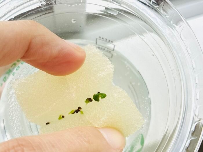 飲み終わったスタバカップ、捨てないで！上下ひっくり返すだけで