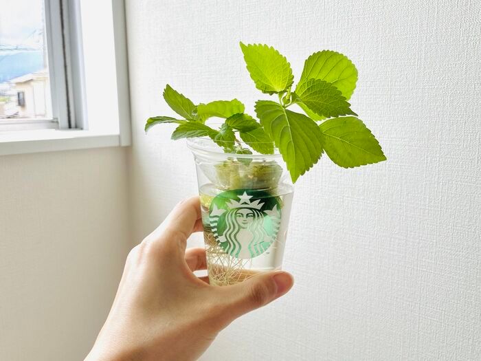 飲み終わったスタバカップ、捨てないで！上下ひっくり返すだけで