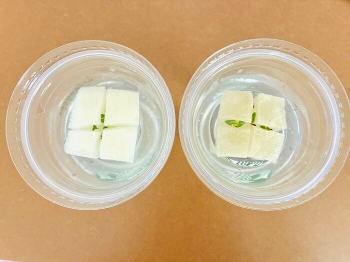 飲み終わったスタバカップ、捨てないで！上下ひっくり返すだけで