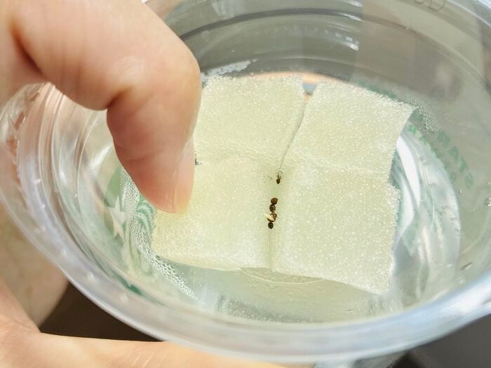 飲み終わったスタバカップ、捨てないで！上下ひっくり返すだけで