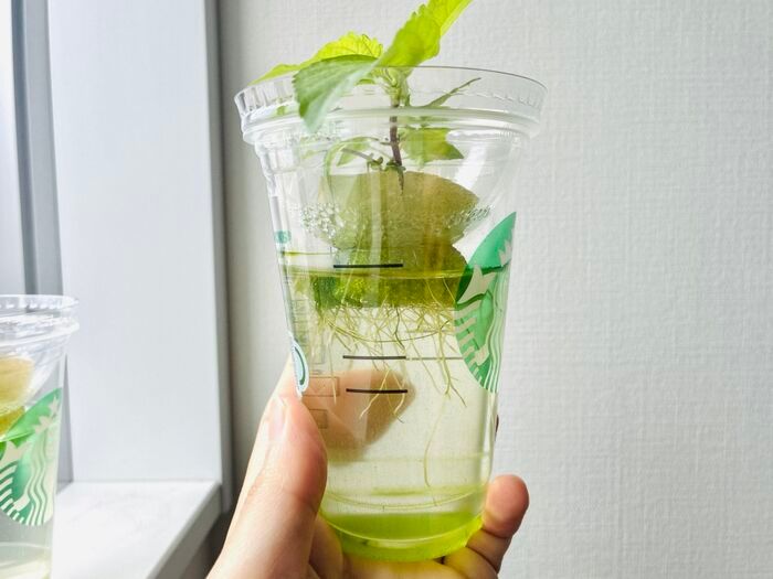 飲み終わったスタバカップ、捨てないで！上下ひっくり返すだけで
