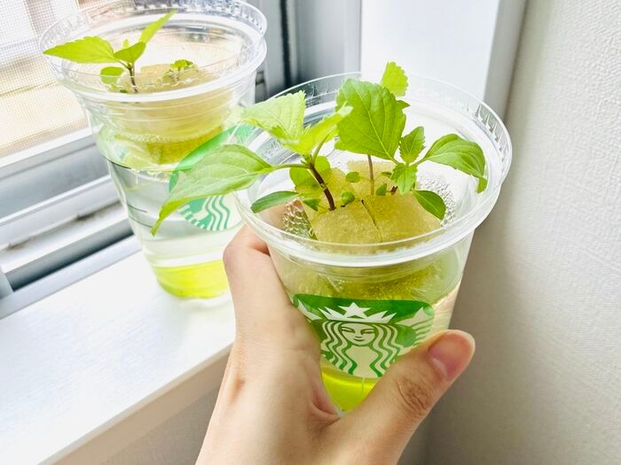 飲み終わったスタバカップ、捨てないで！上下ひっくり返すだけで