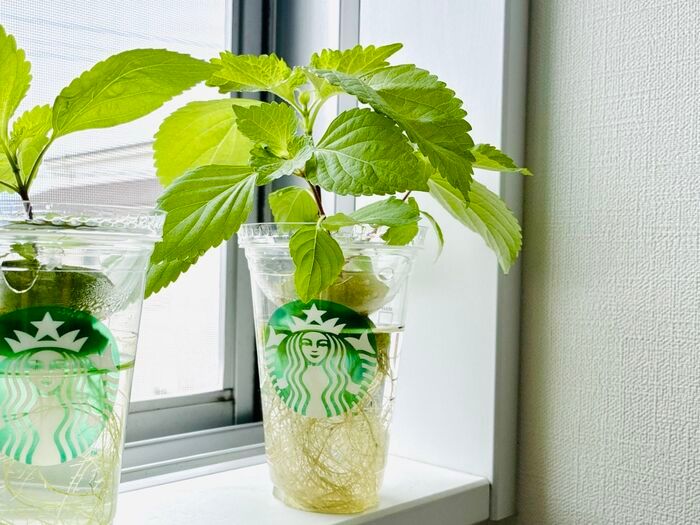 飲み終わったスタバカップ、捨てないで！上下ひっくり返すだけで
