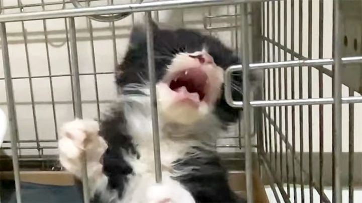 ご飯が食べたい子猫